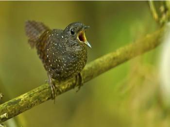 Discover a new breed of Asian beautiful sparrow...!!!